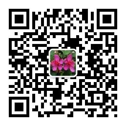 桃金娘娱乐星微信公众号