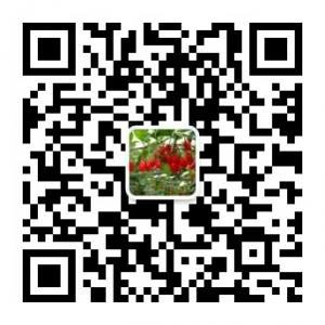 辽宁的宁夏人枸杞专卖微信公众号