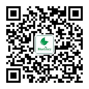 BlueGlory蓝蝴蝶微信公众号