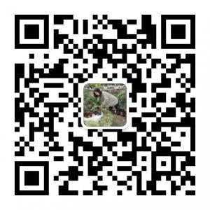 傻女孩的故事微信公众号