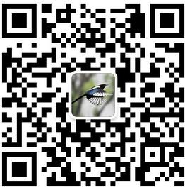 喜鹊生活快报微信公众号